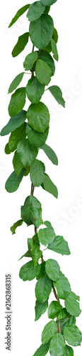 Vine plant and leaves, This climbing plant thrives in nature isolated on white background. Have clipping path.