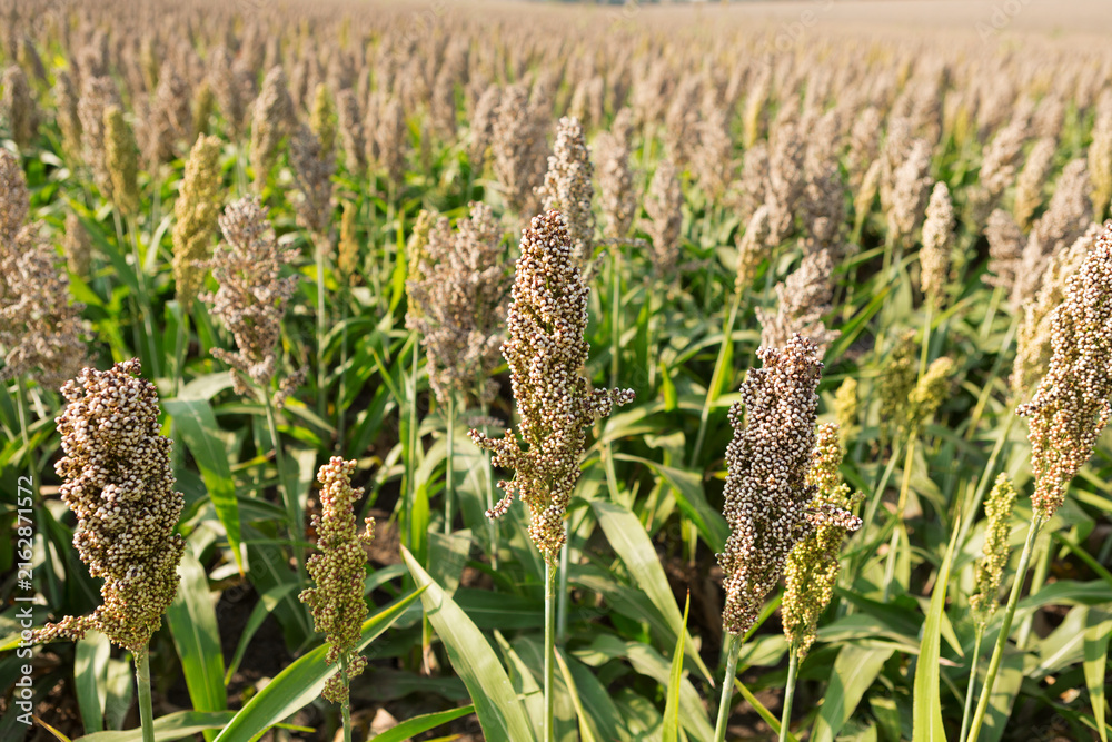 Naklejka premium Ripe white sorghum field before harvesting. Mature grain sorghum panicles growing in agricultural farmland