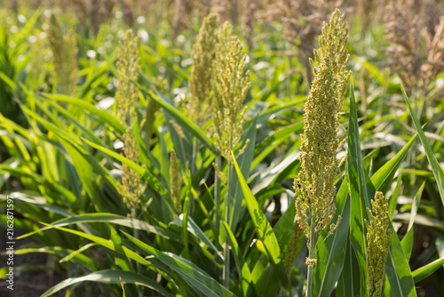 Картината върху платно Young green sorghum grain head close up with field background