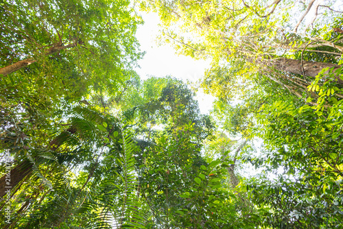 Deep green tree forest botanical background