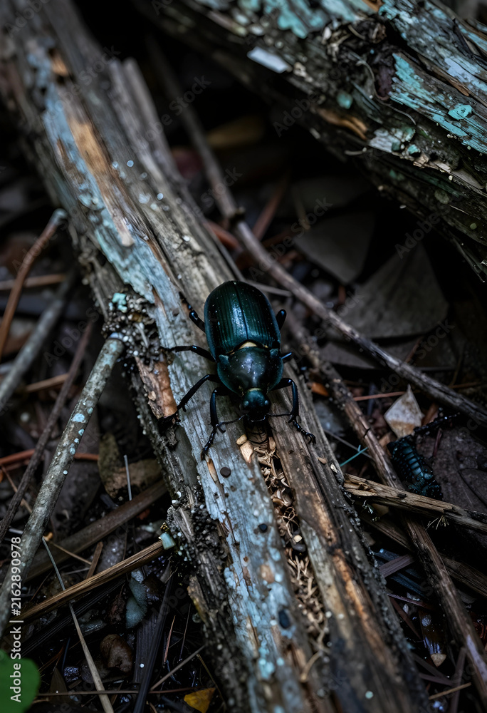 Naklejka premium Biodiversity and natural ecosystem, dark iridescent beetle crawling on decaying wood in a forest environment