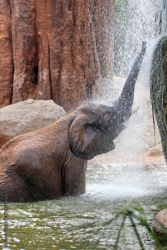 Cuadro en lienzo African elephant (Loxodonta africana) bathing under a waterfall with its trunk raised in the falling water