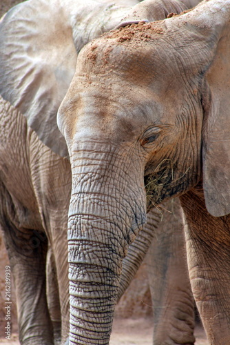 Foto Close-up portrait of an African elephant (Loxodonta africana) showing its wrinkled skin, trunk and dust-covered head
