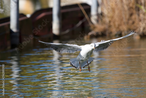 Fotografía Black-headed Gull Descending to Shinobazu Pond in Ueno Tokyo