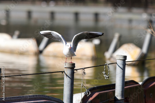 Foto Black-headed Gull Perched on Post at Shinobazu Pond Tokyo