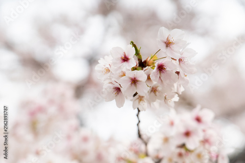 Closed up background of pink white color flower sakura (cherry) blossom