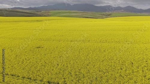 Aerial of bright yellow fields, canola