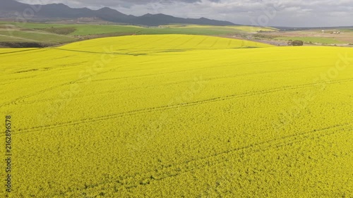 Aerial of bright yellow fields, canola
