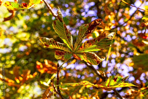 Foto Closeup view of horse chestnut leaves with brown edges and warm golden sunlight