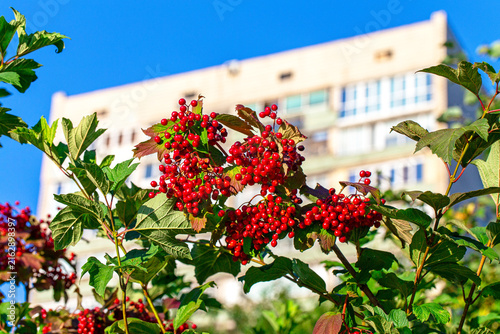 Fotografía Bright red berry clusters and green leaves on a viburnum shrub in sunlight, phot