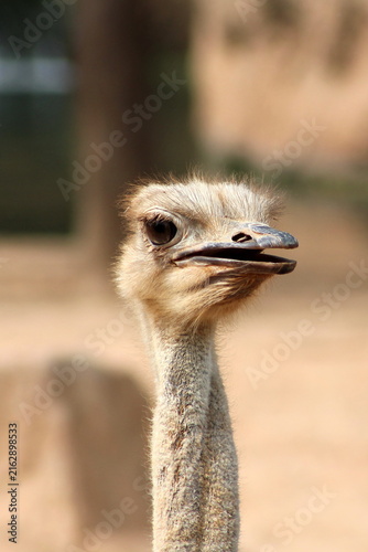 Photography Close-up portrait of an African ostrich (Struthio camelus) with open beak and expressive eye against a blurred background