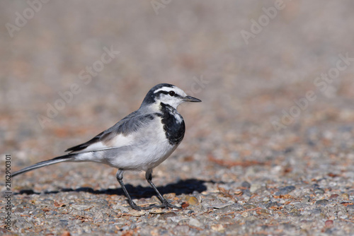 Fotografía White Wagtail Side Profile on Gravel Path in Ueno Park Tokyo