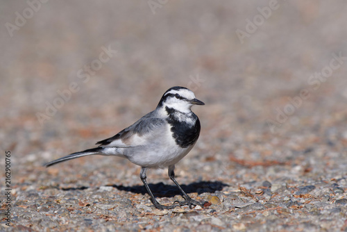 Obraz na plátne White Wagtail with Long Tail on Gravel in Ueno Park Tokyo