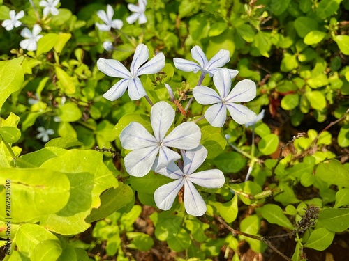 Fotografía Close Up of Blue Plumbago Auriculata Flowers Blooming in Garden with Green Leave