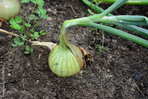 organic Onion Growing in Garden Soil, close up