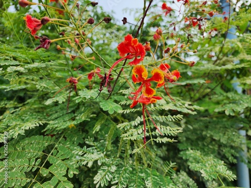 Caesalpinia pulcherrima is a shrub that produces clusters of colorful flowers and is popular as an ornamental plant. It also has medicinal properties.