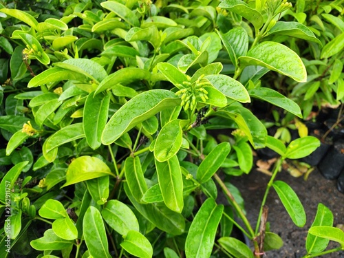 Gardenia jasminoides is a shrub with bright green, smooth, glossy leaves, popular for garden decoration or growing in pots.