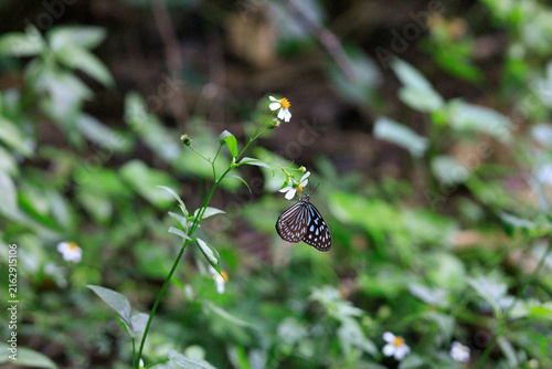Ryukyu Blue Tiger Butterfly on Bidens pilosa Flower in Miyako Island, Okinawa
宮古島のムツウサの花で吸蜜するリュウキュウアサギマダラ