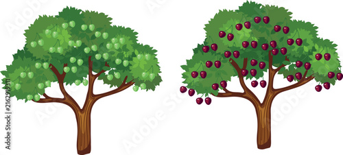 Comparison of cherry tree ripening stages. Unripe green and ripe cherries