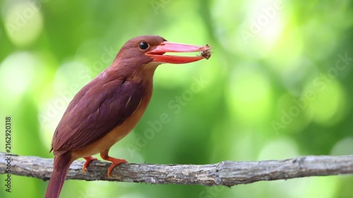 The ruddy kingfisher (Halcyon coromanda) is a medium-sized tree kingfisher, widely distributed in east and southeast Asia. This photo was taken in Java island(Halcyon coromanda minor).