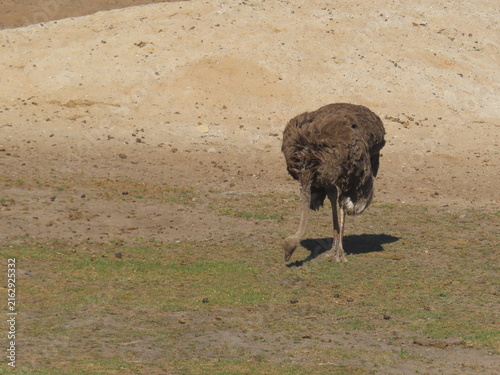 Photography ostrich in the wild
