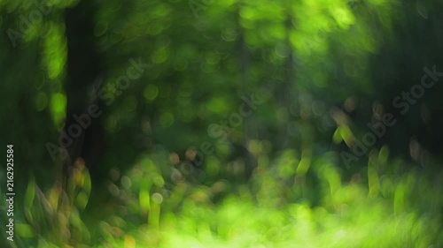 Abstract green forest portal with dreamy bokeh