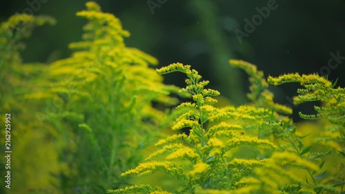 Blooming goldenrod plants in summer meadow