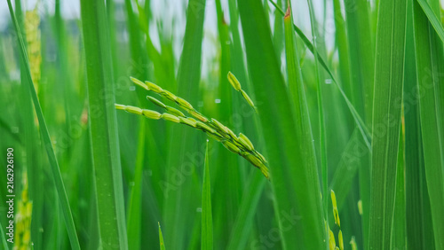 green wheat field