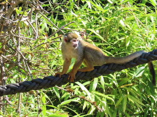 Obraz na płótnie Zoo