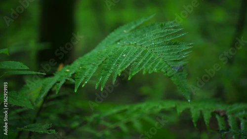 Green fern fronds in dense forest undergrowth