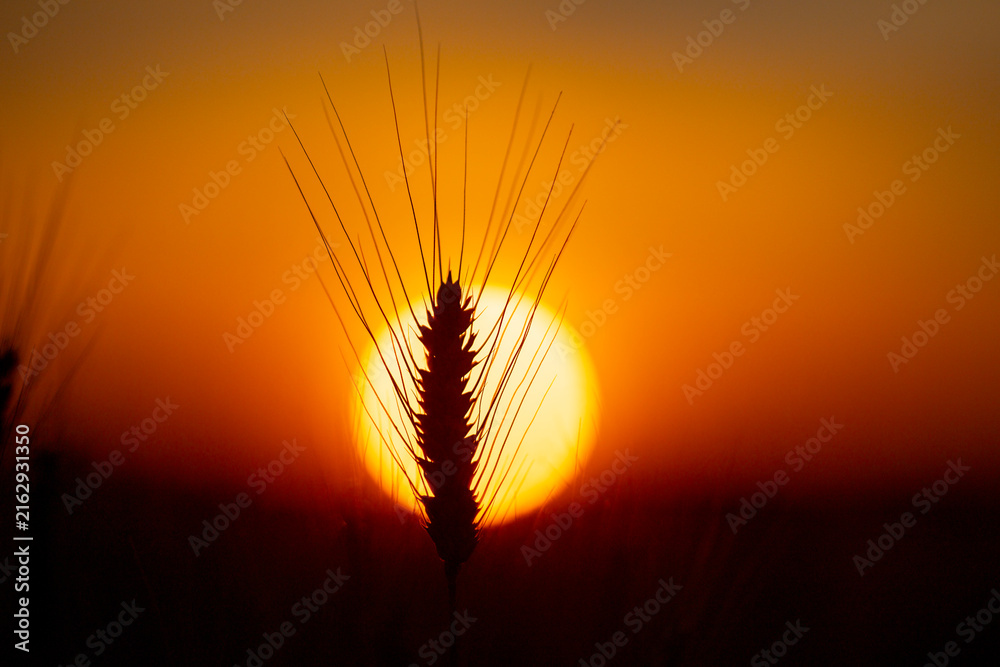 Fototapeta premium Crop silhouette in sunlight. Crop ear against sunset. Golden crop field background. Backlit crop close up.