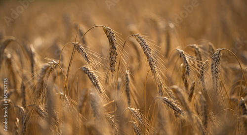 Photography Wheat field background