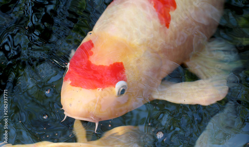 Canvastavla White and red koi fish swimming in the water.