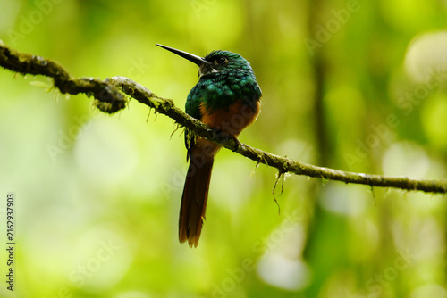 Bild auf Leinwand Frontal view of a Rufous-tailed jacamar (Galbula ruficauda melanogenia) perched