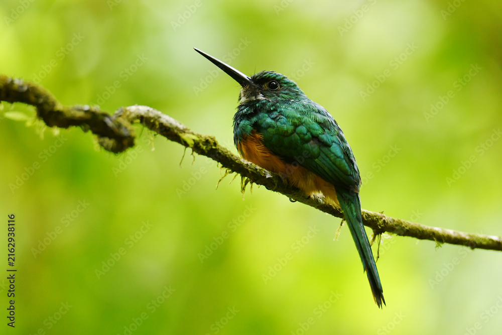Fototapeta premium Rufous-tailed jacamar (Galbula ruficauda melanogenia) perched on a moss-overgrown thin liana at Arenal 1968 Volcano Trails, Alajuela Province, Costa Rica