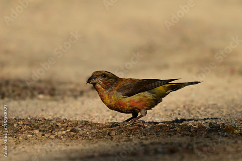 A male Red Crossbill bird eating falling seeds off the ground