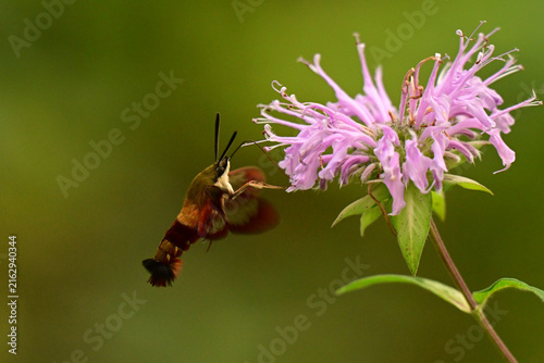 Close up of a Clearwing Hummingbird Moth gathering nectar from pink wild Bee Balm flowers