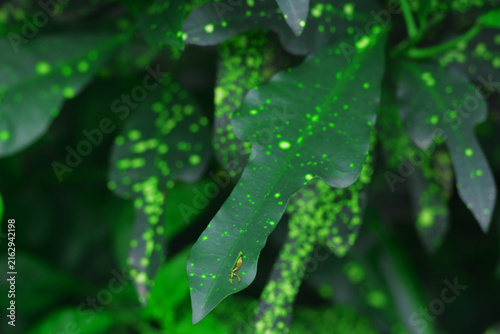 Bild auf Leinwand Green leaves patterned with bright luminous spots in a dense garden, luminescent