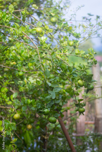 green Lemons on tree