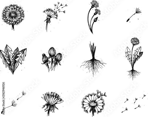 Hand Drawn Dandelion Botanical Sketch Vector Set with Fluffy Flower Heads, Blowing Seeds, Wild Roots, and Leaves for Rustic Logo Designs