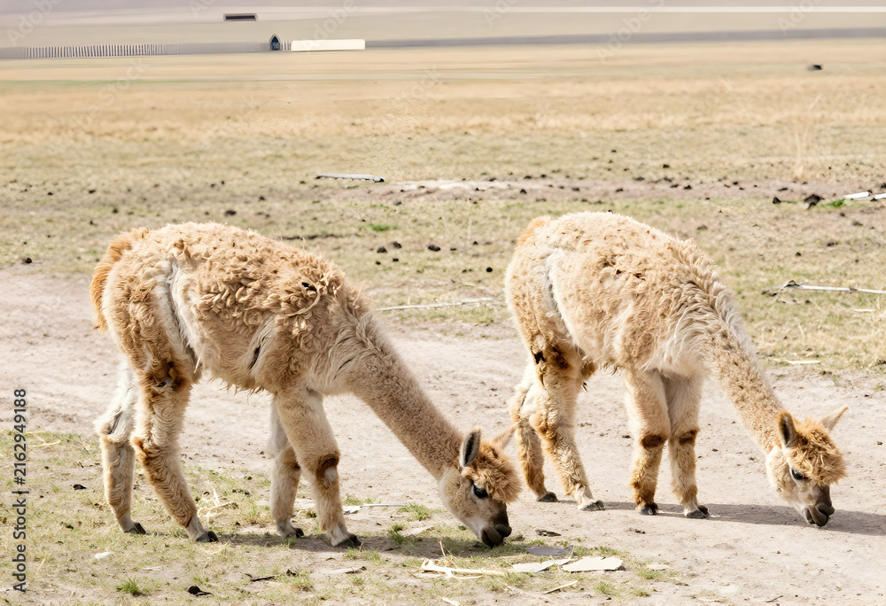 Naklejka premium Alpaca farming and sustainable agriculture, two young alpacas grazing in a dry field on a sunny day