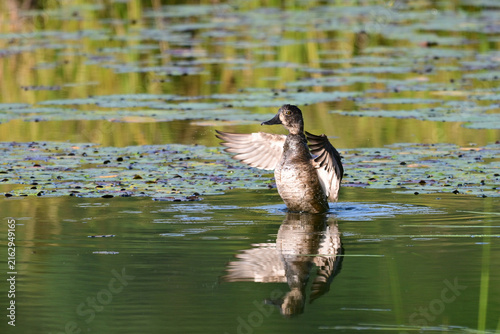 Autumn scene of a young Ringed-neck Duck flapping its wings along the edge of a wetland marsh