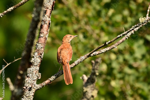 A Brown Thrasher bird sits perched on a moss covered tree along the edge of a meadow