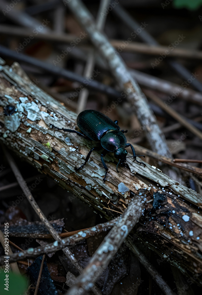 Naklejka premium Biodiversity and ecosystem health, iridescent beetle crawling on a decaying log in a natural forest environment