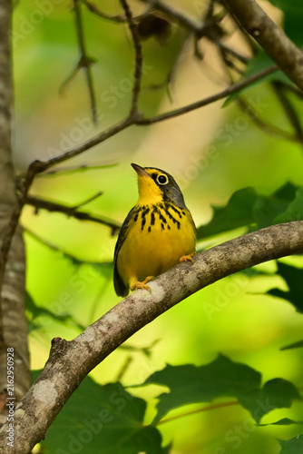Close up of a cute little male Canada Warbler perched on a branch