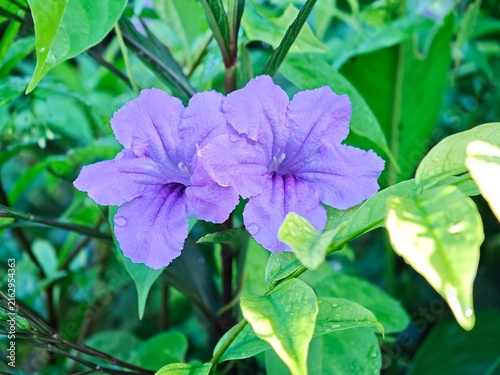Quadro su tela Purple Mexican petunia ,Ruellia simplex