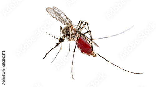 Foto Mosquito with engorged red abdomen, detailed macro shot