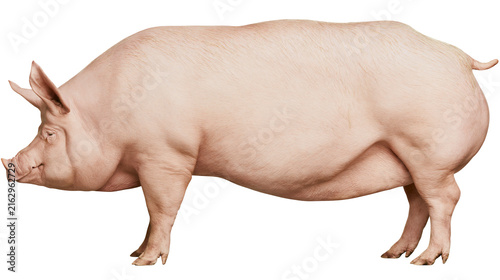 Cuadro en lienzo Large pink pig standing profile view