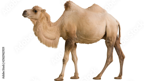Cuadro en lienzo Dromedary Camel Standing Profile View
