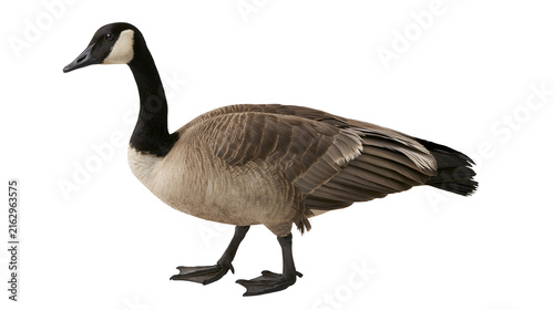 Canvastavla Canada Goose with black neck and white cheek patch